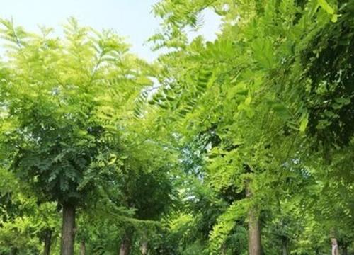 常见绿化树品种的图，多彩树木的世界