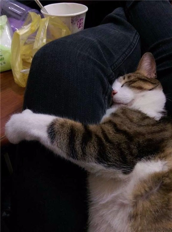 猫咪老师表情包，萌力十足的在线教育新宠