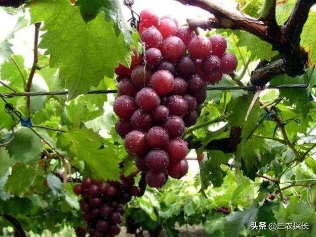 树的主要特点和品种
