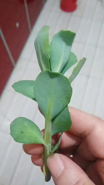 八宝景天的品种分类及其特点