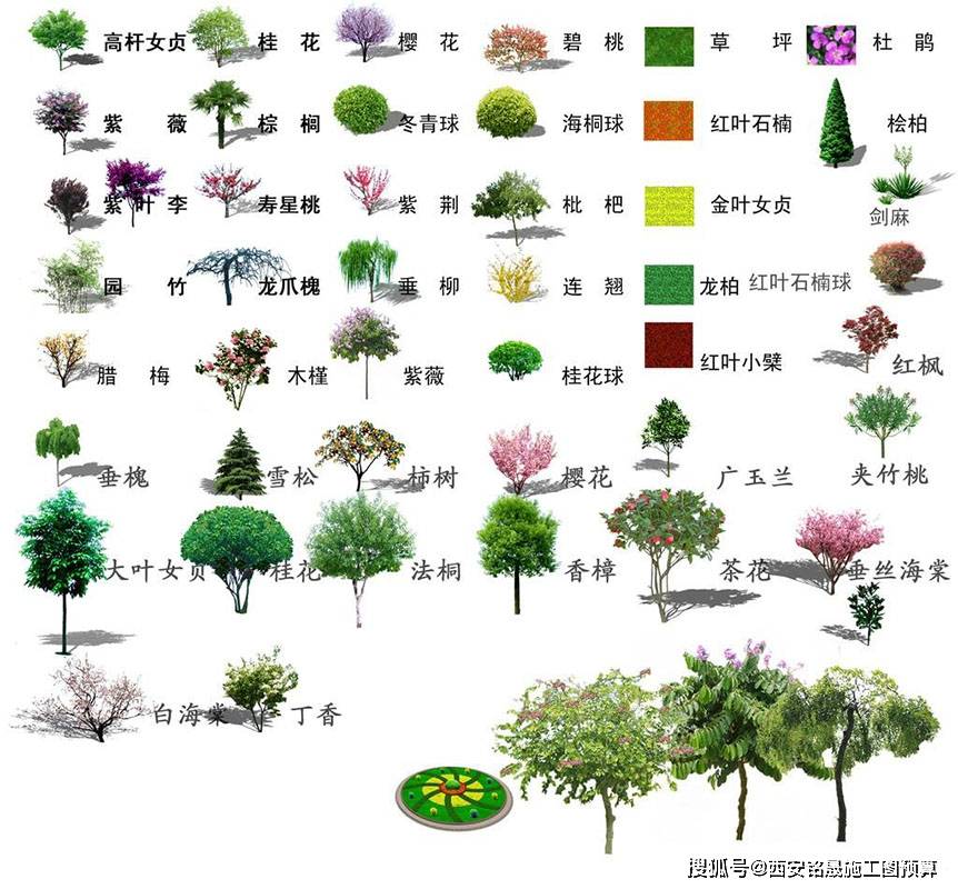 园林绿化树木品种探析