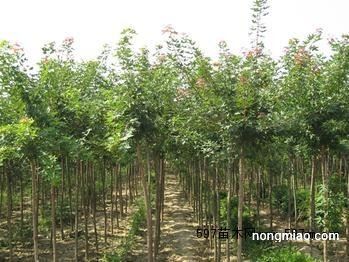 绿化苗木品种图片大全，探索绿色世界的丰富多样性