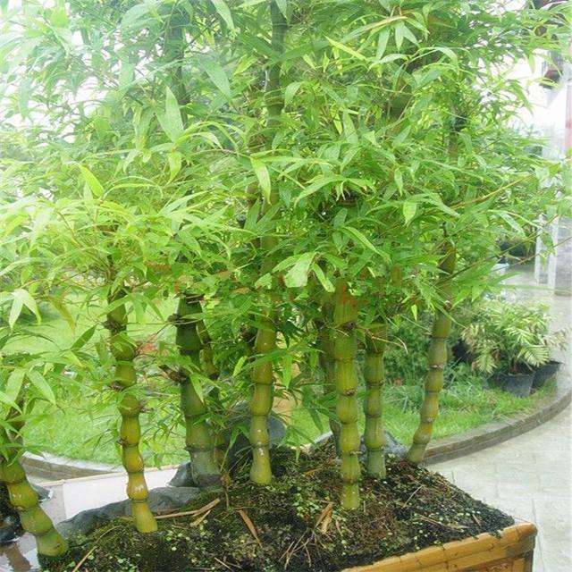 景观竹品种，多彩多姿的自然艺术