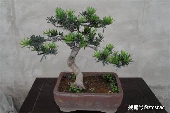 罗汉松品种辨别指南