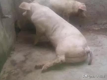 跛行模式图标，设计、应用与意义