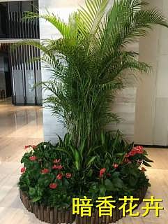 杭州绿墙植物品种及其特色