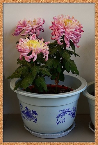 盆栽菊花的品种与图片展示